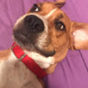 Meet your Posher, Mallory